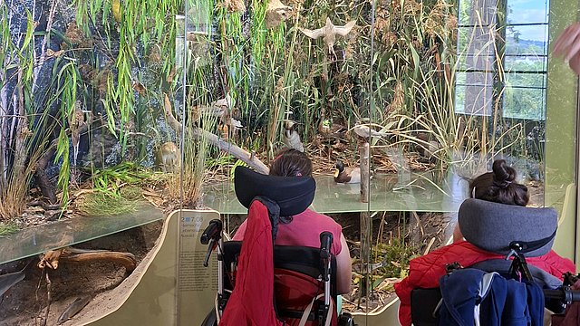 Zwei Personen in Rollstühlen vor einem großen Glas-Schaukasten mit einer Natur-Szene.   Sie sitzen dicht nebeneinander mit dem Rücken zur Kamera, beide mit dunklen Haaren, die zu einem Knoten hochgesteckt sind, und mit Nackenstützen an den Rollstühlen.   Die Person links trägt ein pinkfarbenes Oberteil, am Rollstuhl hängt ein langer, kräftig pinkfarbener Stoff oder Mantel nach unten.   Die Person rechts trägt eine leuchtend rote Jacke, über der Rückenlehne hängt zusätzlich ein blaues Kleidungsstück.   Vor ihnen erstreckt sich hinter Glas eine detailreiche Landschaft mit dichtem, hohem Gras, Schilf und überhängenden grünen Pflanzen, dazwischen braune, vertrocknete Pflanzenreste.   Im Wasserbereich unten schwimmen oder stehen mehrere ausgestopfte Wasservögel; weitere Vögel sind mitten im Gras oder darüber in Flugposition angebracht, einer hängt oben in der Luft von der Decke herab.   Hintergrund des Schaukastens ist dunkel gestaltet, mit angedeuteten Bäumen und Vegetation, wodurch die Vögel und Pflanzen im Vordergrund hervorgehoben wirken.  