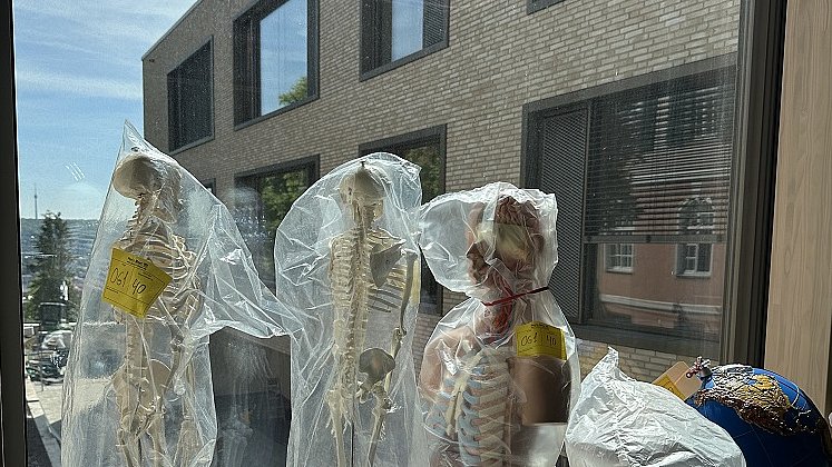 Auf einer Fensterbank im Klassenzimmer stehen drei kleine menschliche Kunst-Skelette nebeneinander. Dahinter sieht man durchs Fenster auf das Gebäude mit Fenstern und Fassade.